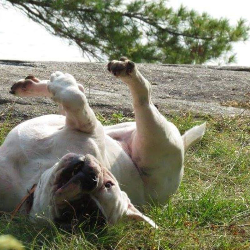 Dog in the grass Bulldog-in-the-grass