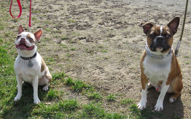 Dog training